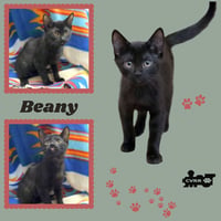 Beany (Kitten) - Photo 1