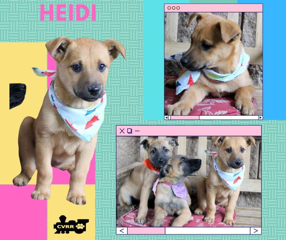 HEIDI (PUPPY) - Shepherd available for adoption