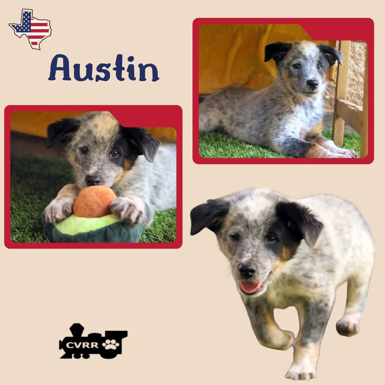 Austin (Puppy) Image