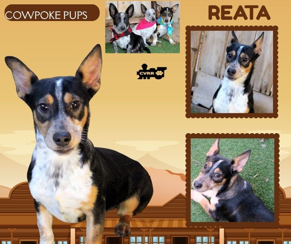 REATA (PUPPY) - Australian Cattle Dog/Blue Heeler / Corgi available for adoption
