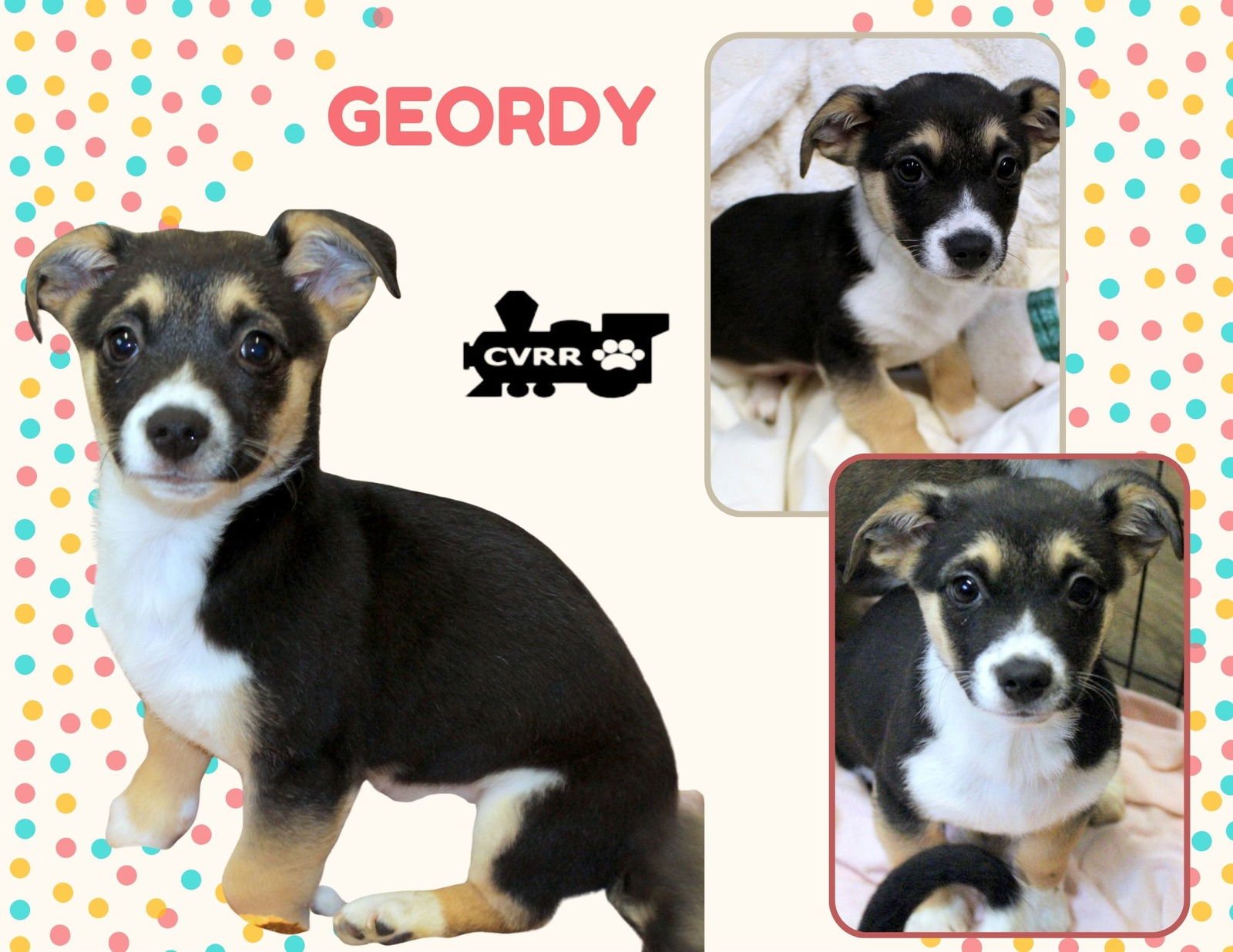 GEORDY (PUPPY) - Spaniel / Terrier available for adoption