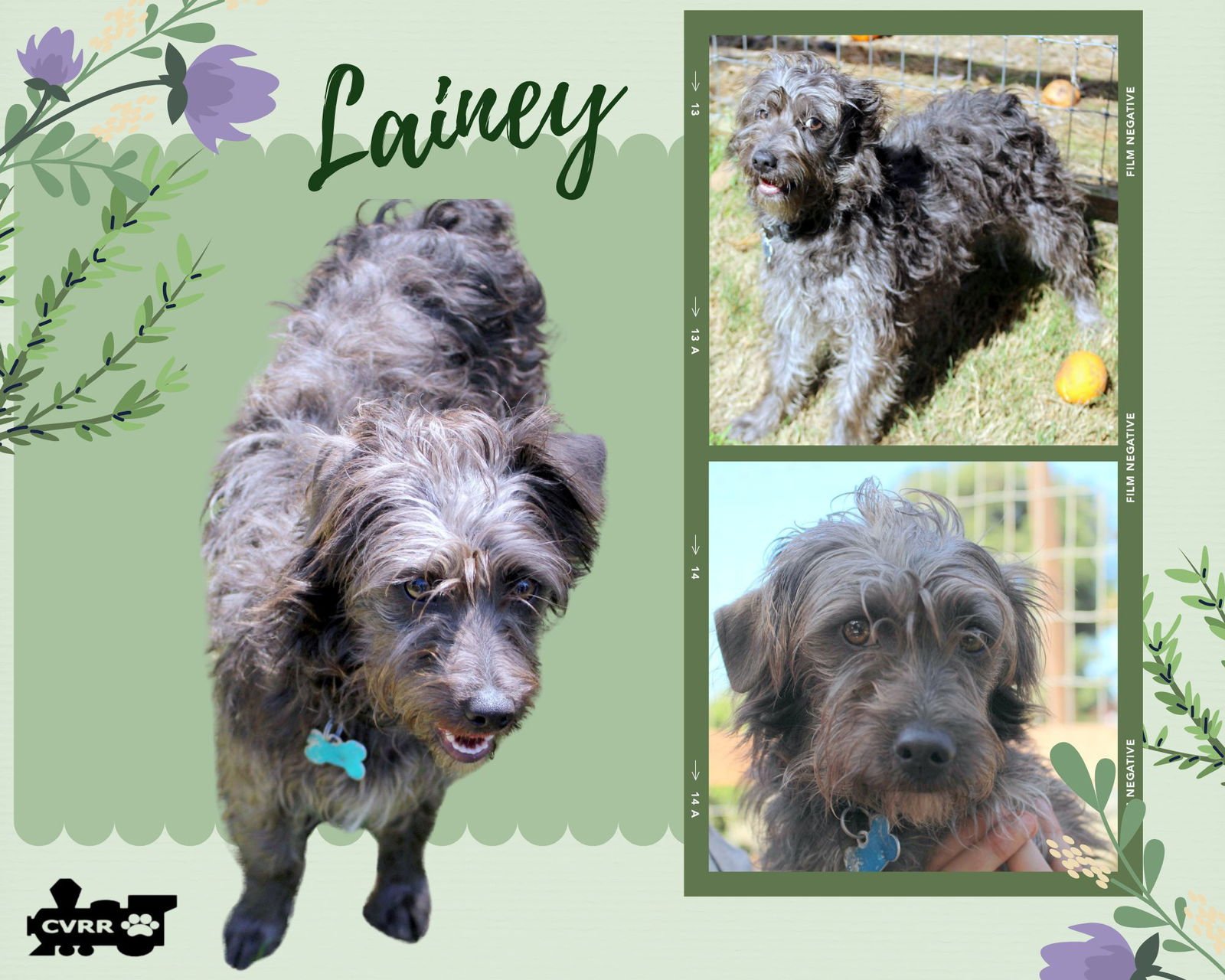 LAINEY - Schnauzer / Poodle (Miniature) available for adoption