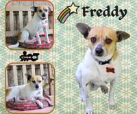 Freddy - Photo 1