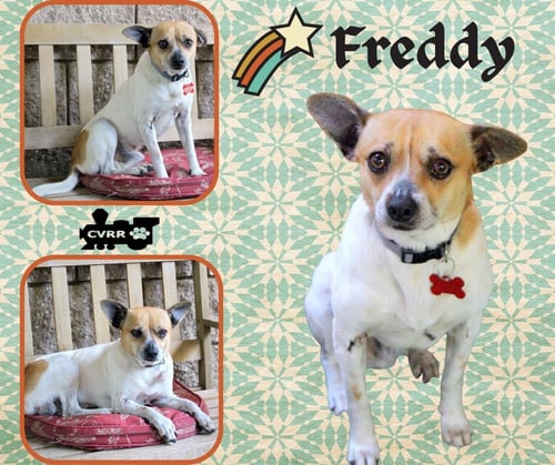 FREDDY - Jack Russell Terrier available for adoption