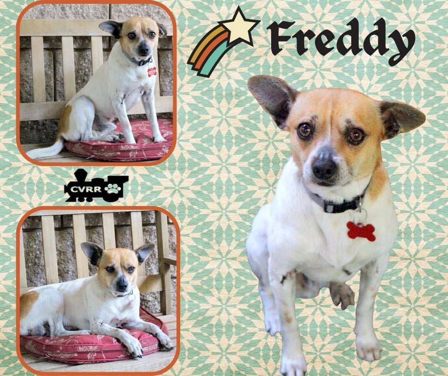 Freddy Image