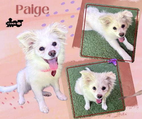 PAIGE (PUPPY) - Shetland Sheepdog Sheltie available for adoption