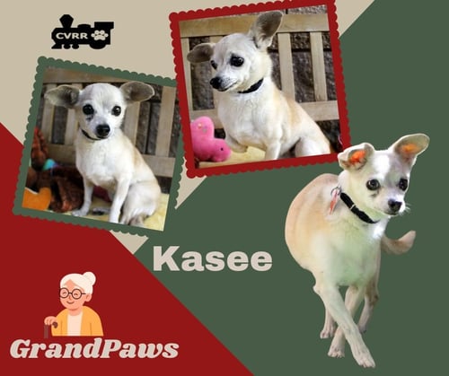 KACEE (GRANDPAWS) - Chihuahua available for adoption