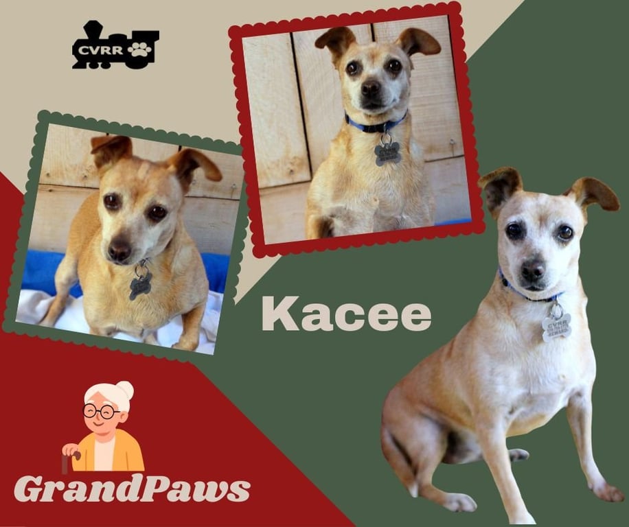 Kacee (GrandPaws) Image