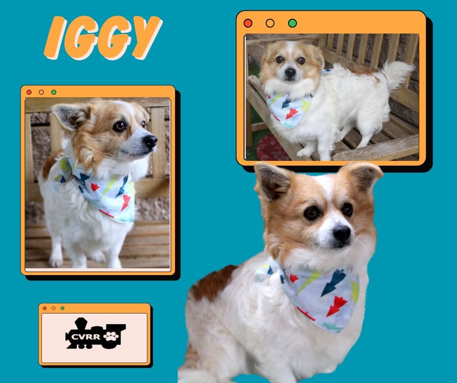 IGGY - Papillon available for adoption