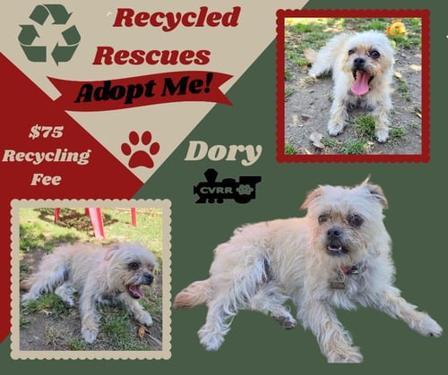 DORY (RECYCLE) - Shih Tzu / Terrier available for adoption