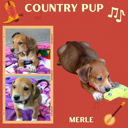 MERLE (PUPPY) - Hound available for adoption