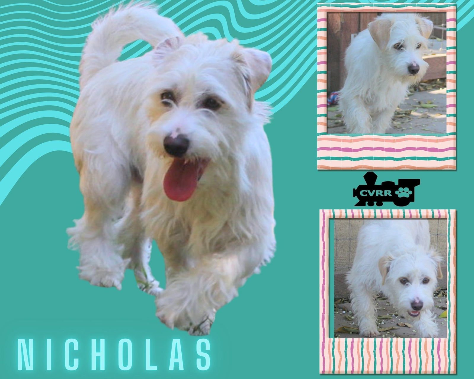 NICHOLAS - Terrier / West Highland White Terrier Westie available for adoption