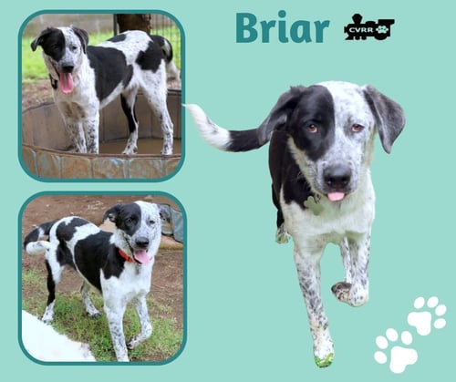 BRIAR