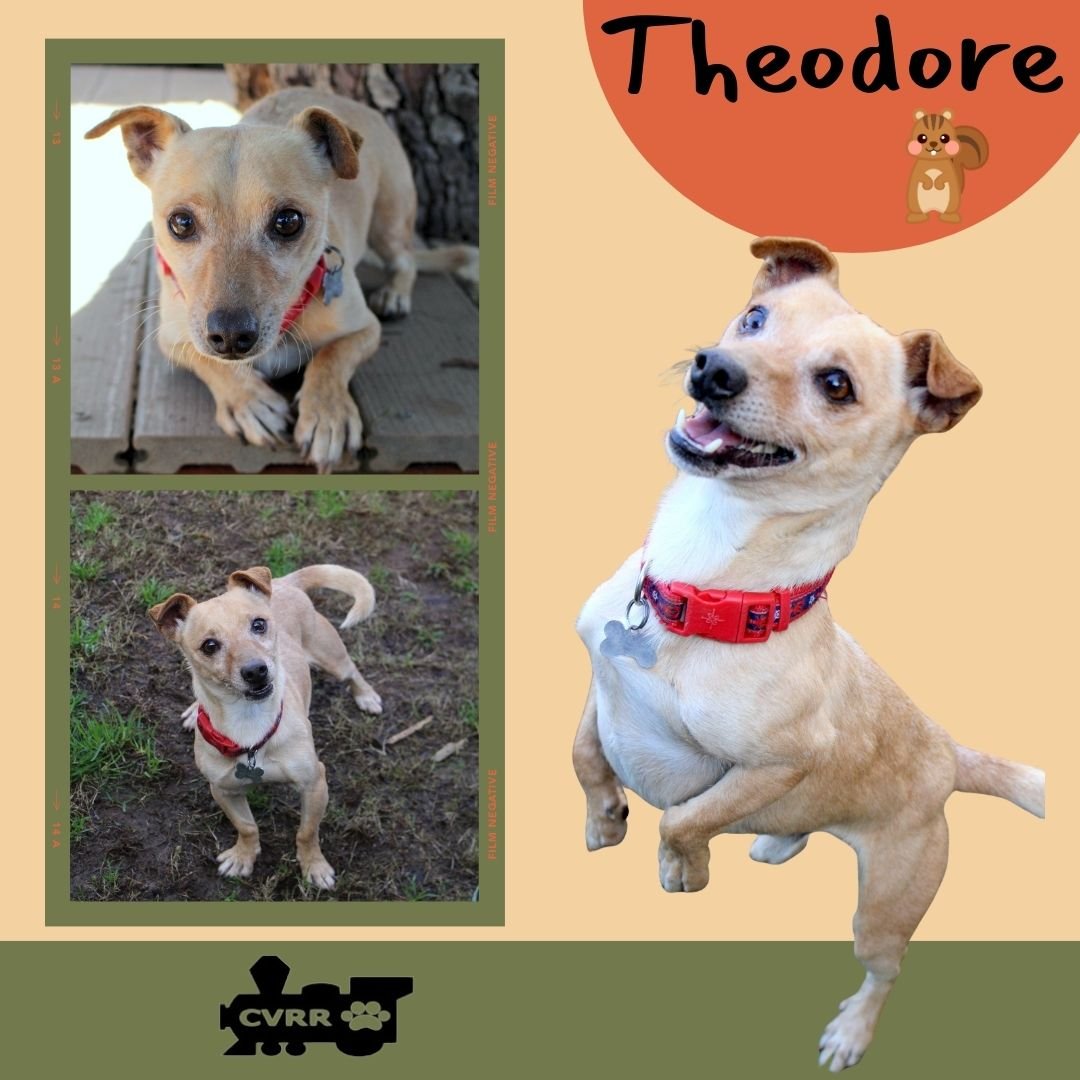 THEODORE - Chihuahua / Terrier available for adoption