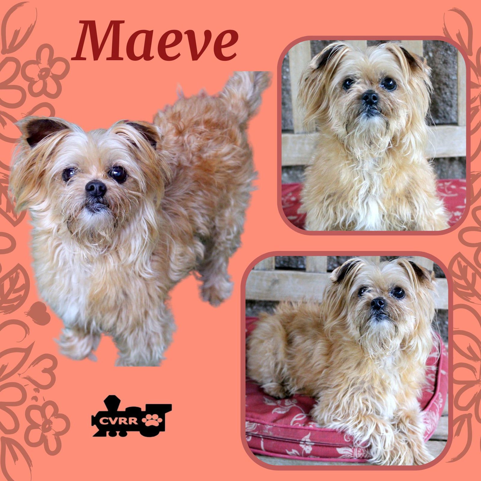 MAEVE - Yorkshire Terrier Yorkie / Shih Tzu available for adoption