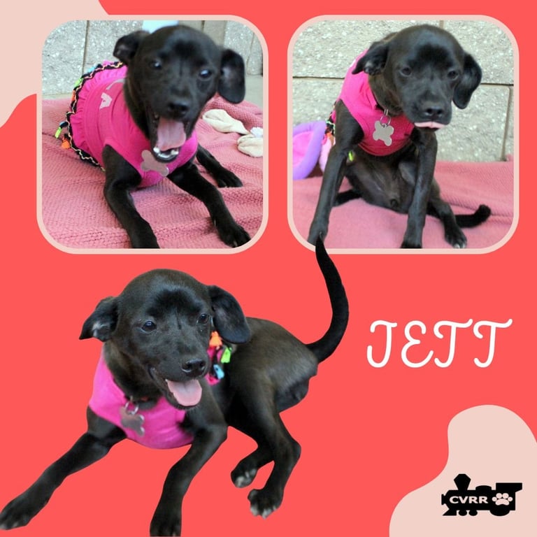 Jett Image
