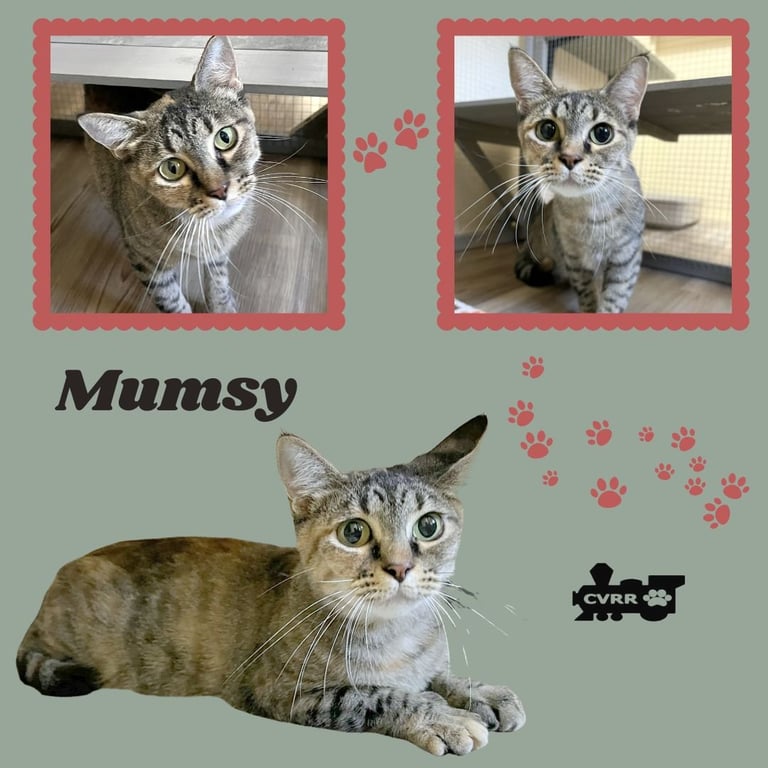 Mumsy (Cat) Image