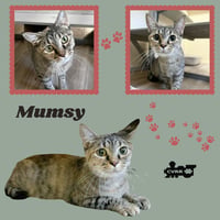 Mumsy (Cat) - Photo 1
