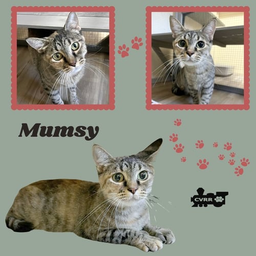MUMSY (CAT) - Tabby / Tortoiseshell available for adoption