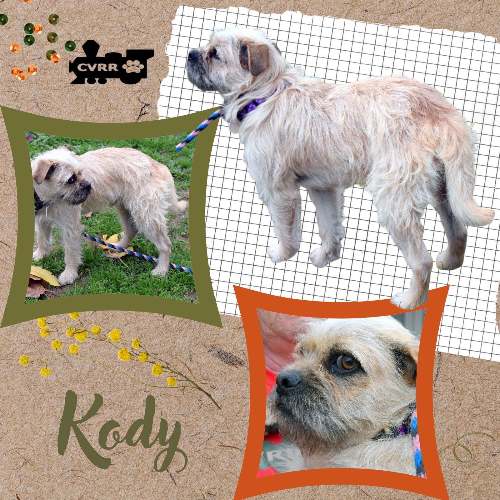 KODY - Pug / Terrier available for adoption