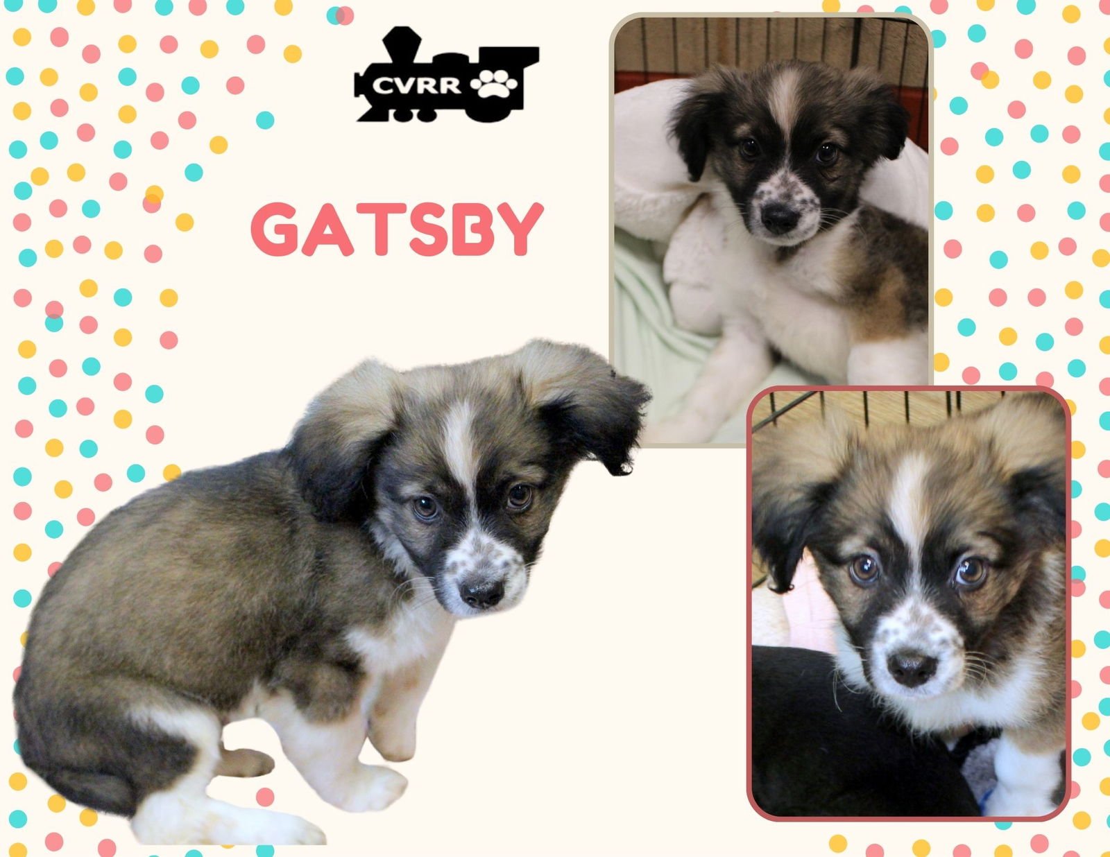GATSBY (PUPPY) - Spaniel / Terrier available for adoption