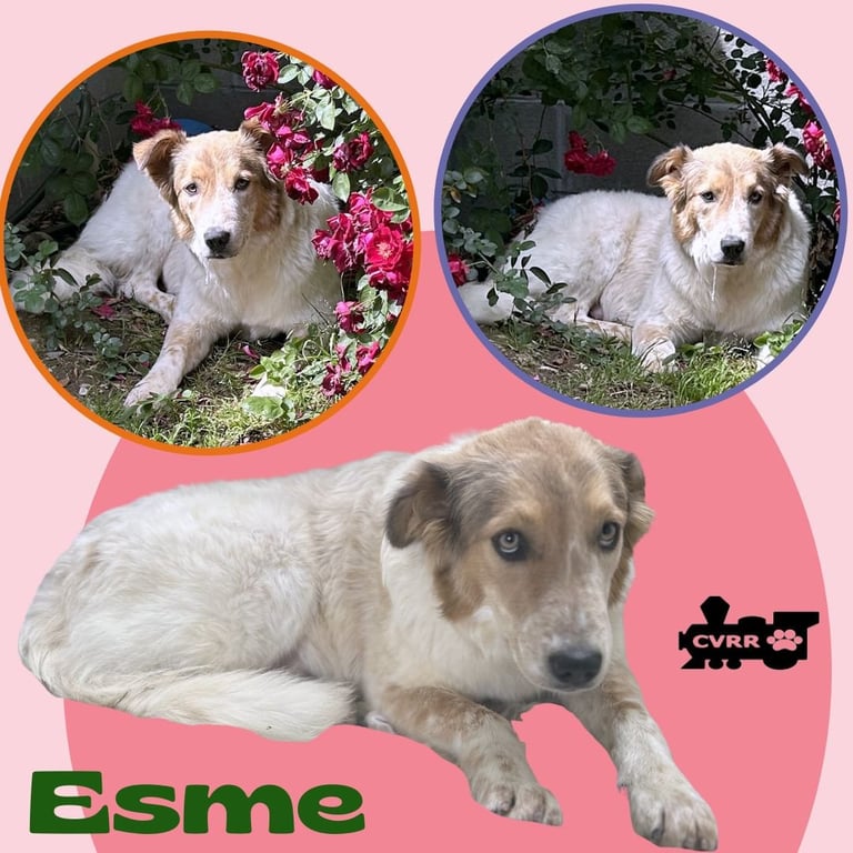 Esme Image