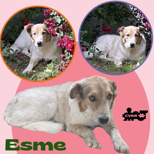 ESME - Cattle Dog / Collie available for adoption