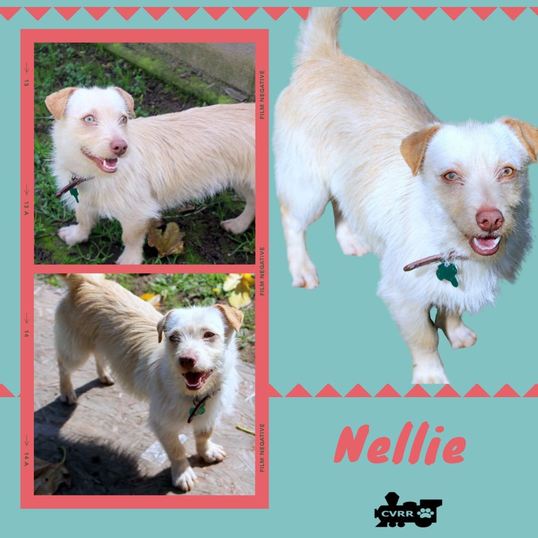 NELLIE - Terrier available for adoption