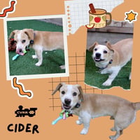 Cider - Photo 1