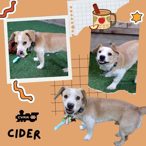 CIDER - Beagle available for adoption