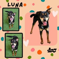 Luna - Photo 1