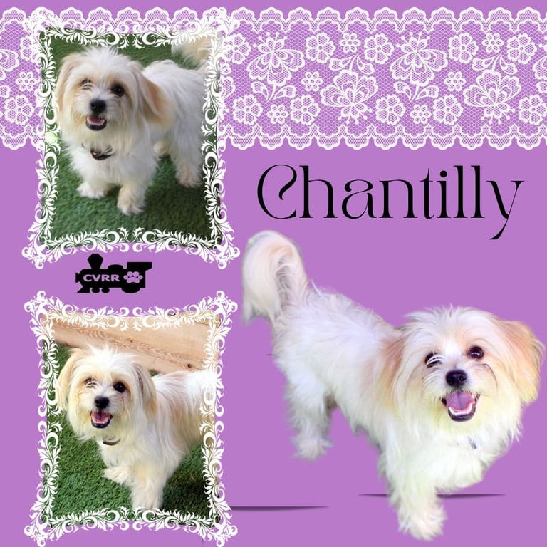Chantilly (Ritzy) Image