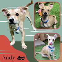 Andy - Photo 1