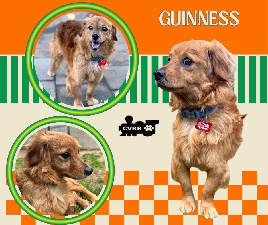 GUINNESS - Dachshund available for adoption