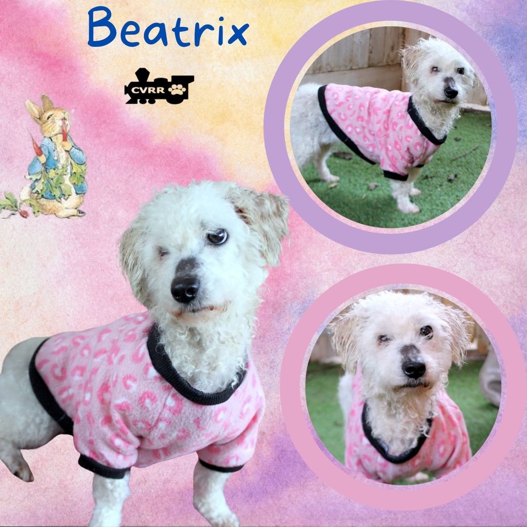 BEATRIX - Poodle (Miniature) available for adoption