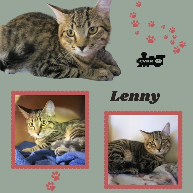 Lenny (Kitten) Image