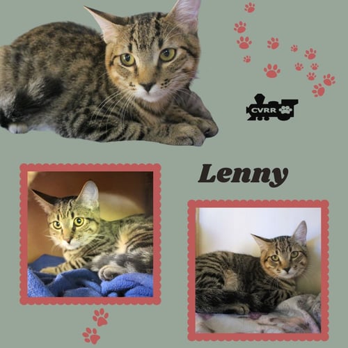 LENNY (KITTEN) - Tabby available for adoption