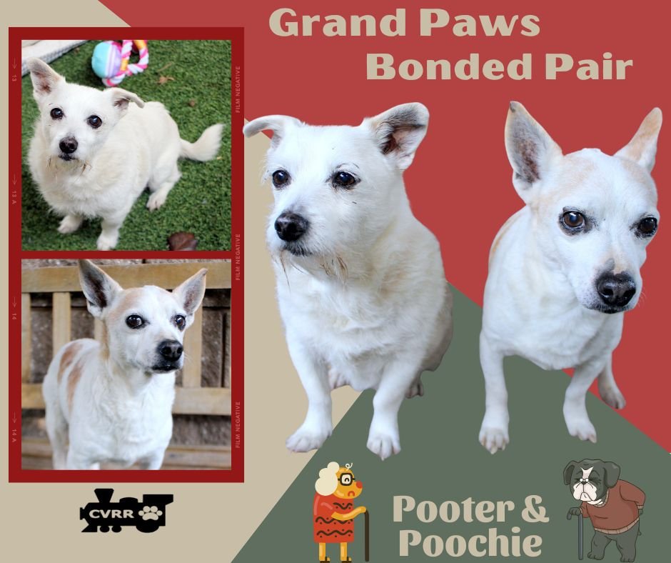 POOTER AND POOCHIE (GRANDPAWS) - Chihuahua / Terrier available for adoption