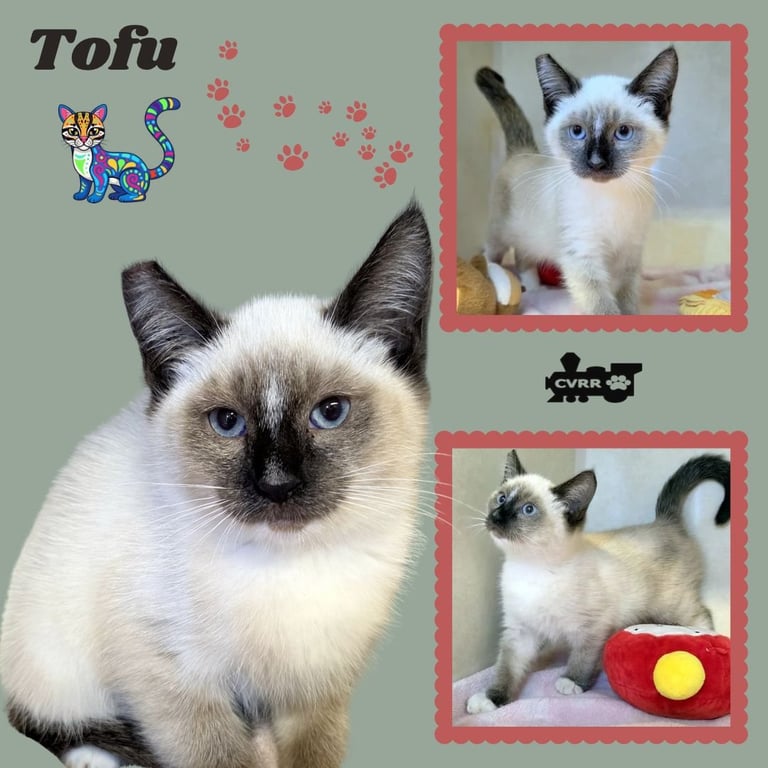 Tofu (Kitten) Image