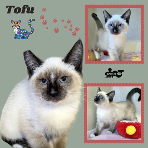 TOFU (KITTEN) - Siamese available for adoption
