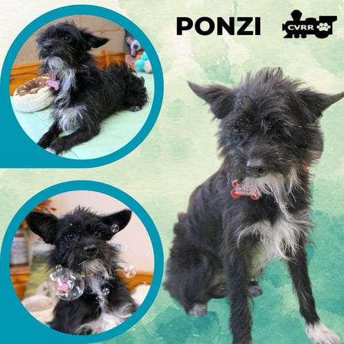 PONZI - Terrier available for adoption