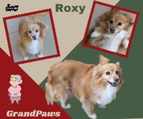 ROXY (GRANDPAWS) - Papillon available for adoption