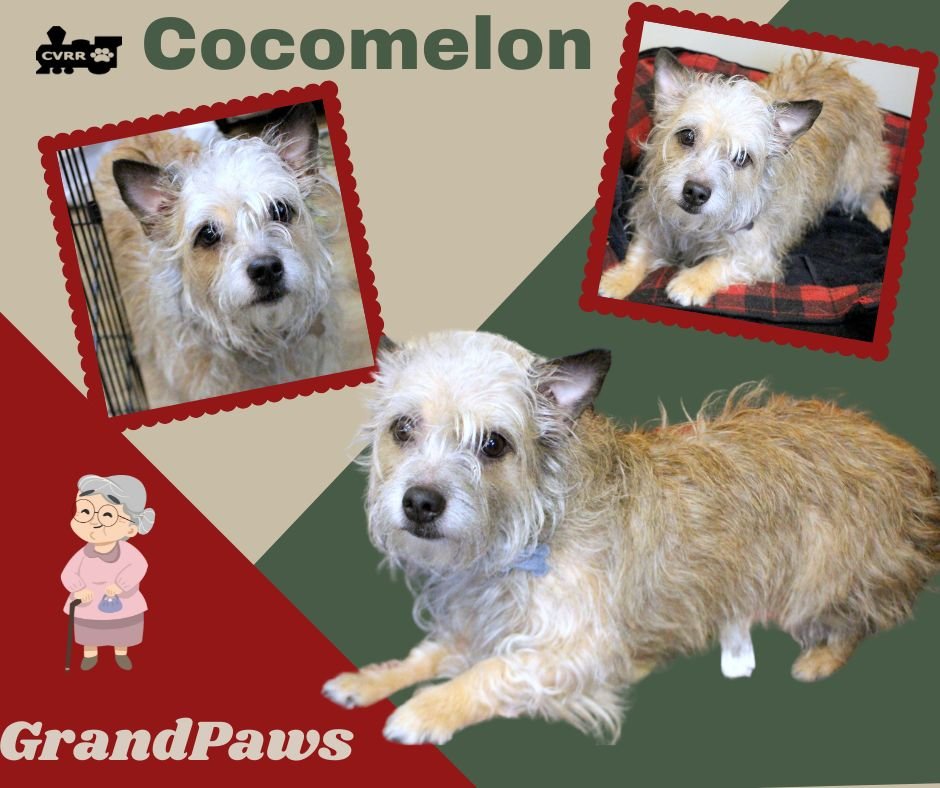 COCOMELON (GRANDPAWS) - Lhasa Apso / Terrier available for adoption