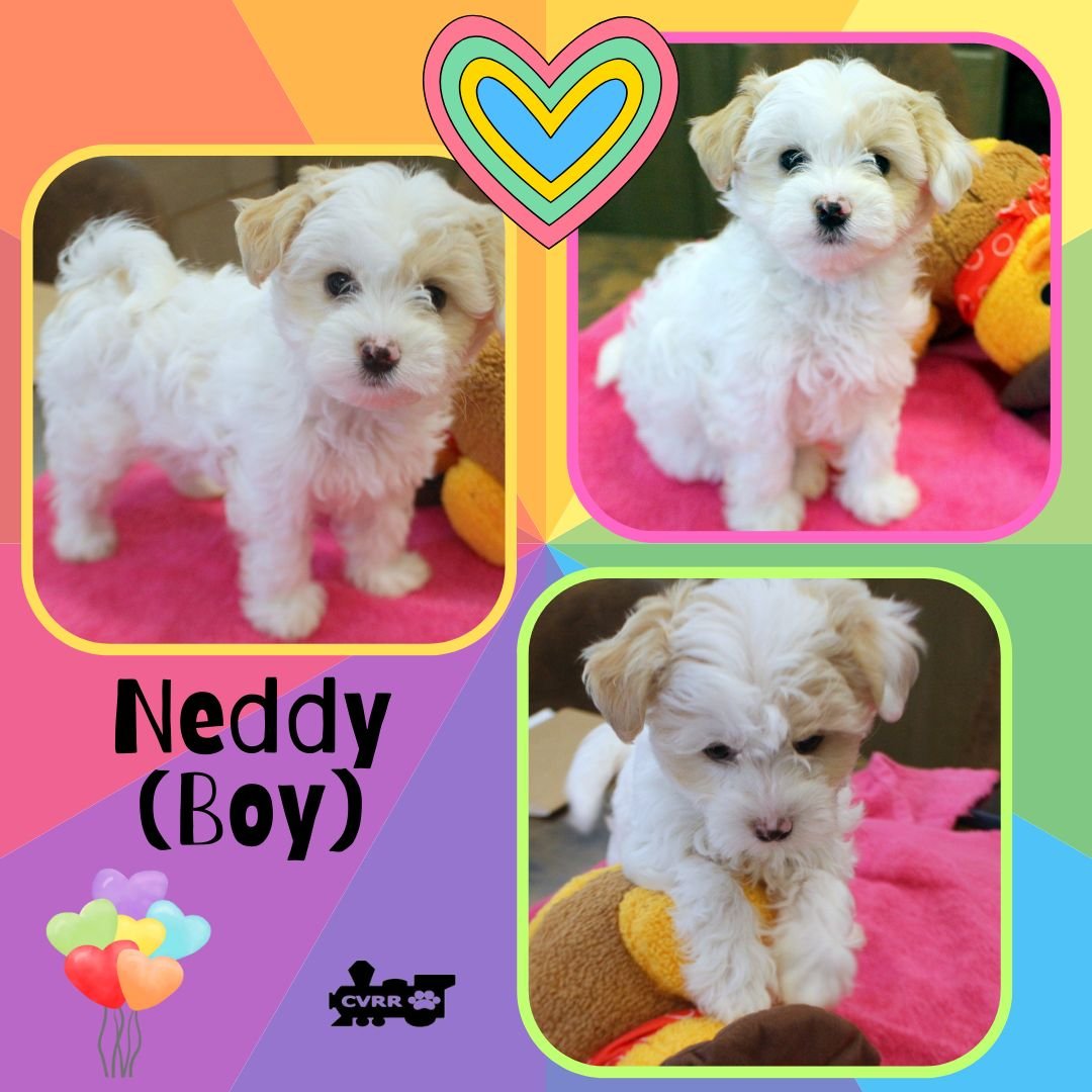 NEDDY (PUPPY) - Terrier available for adoption