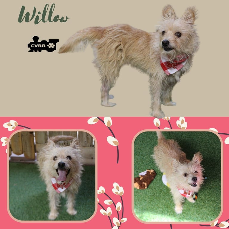 Willow Image