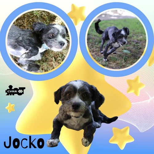 JOCKO