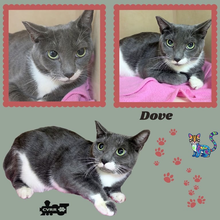Dove (Cat) Image