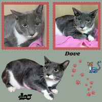 Dove (Cat) - Photo 1