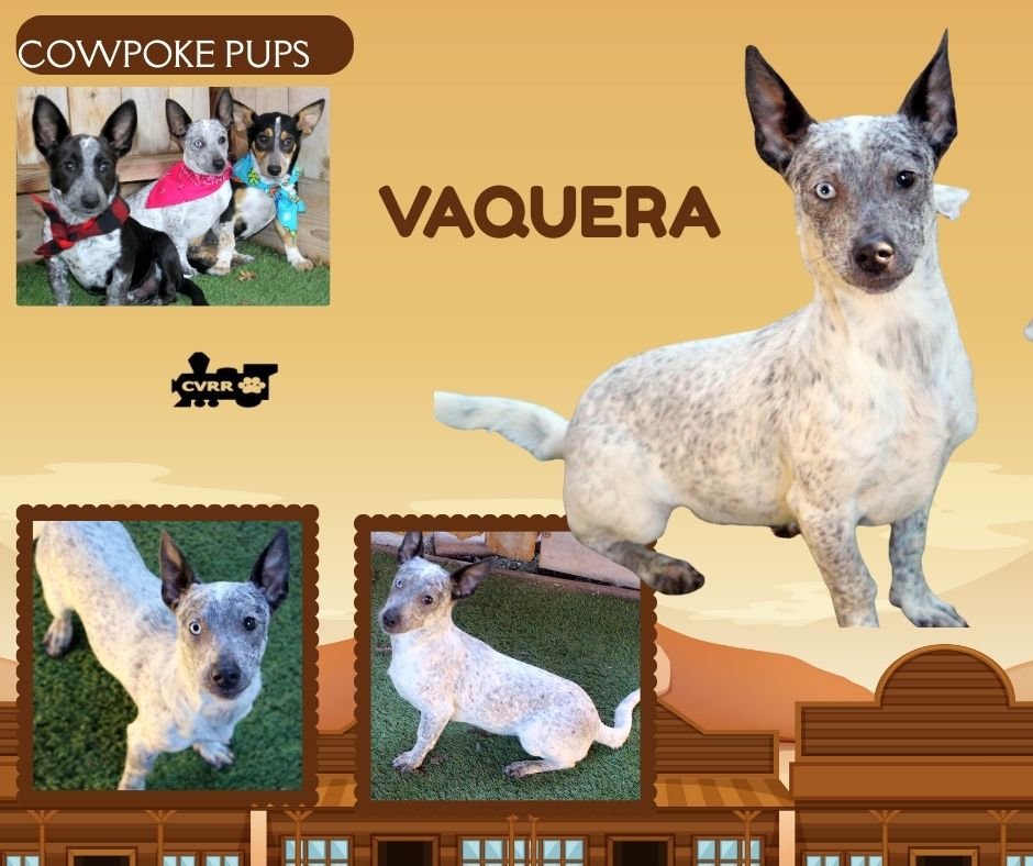 VAQUERA (PUPPY) - Australian Cattle Dog/Blue Heeler / Corgi available for adoption