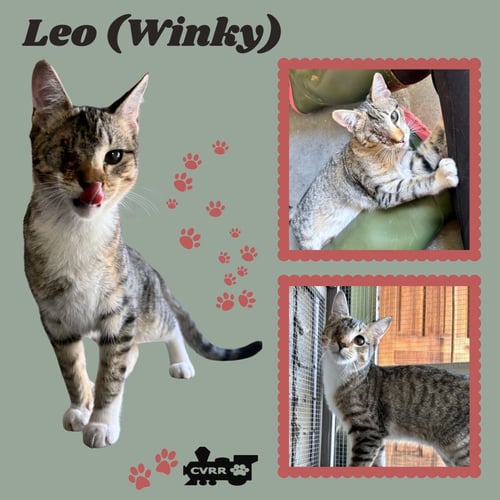 LEO-WINKY (CAT)